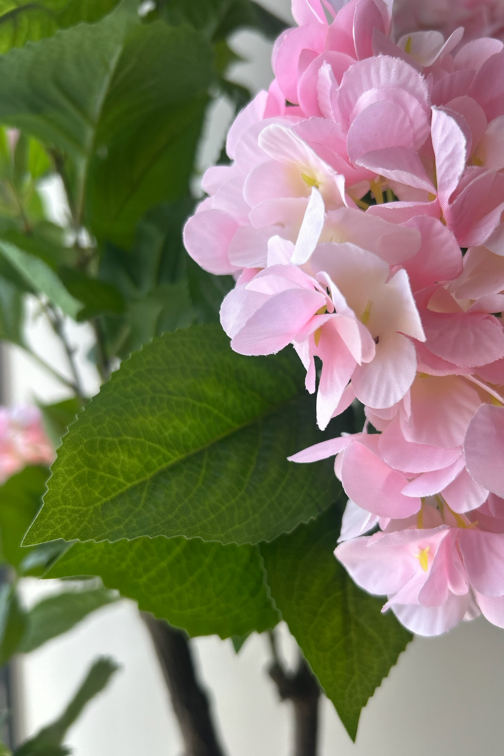 Hydrangea Blossom Tree