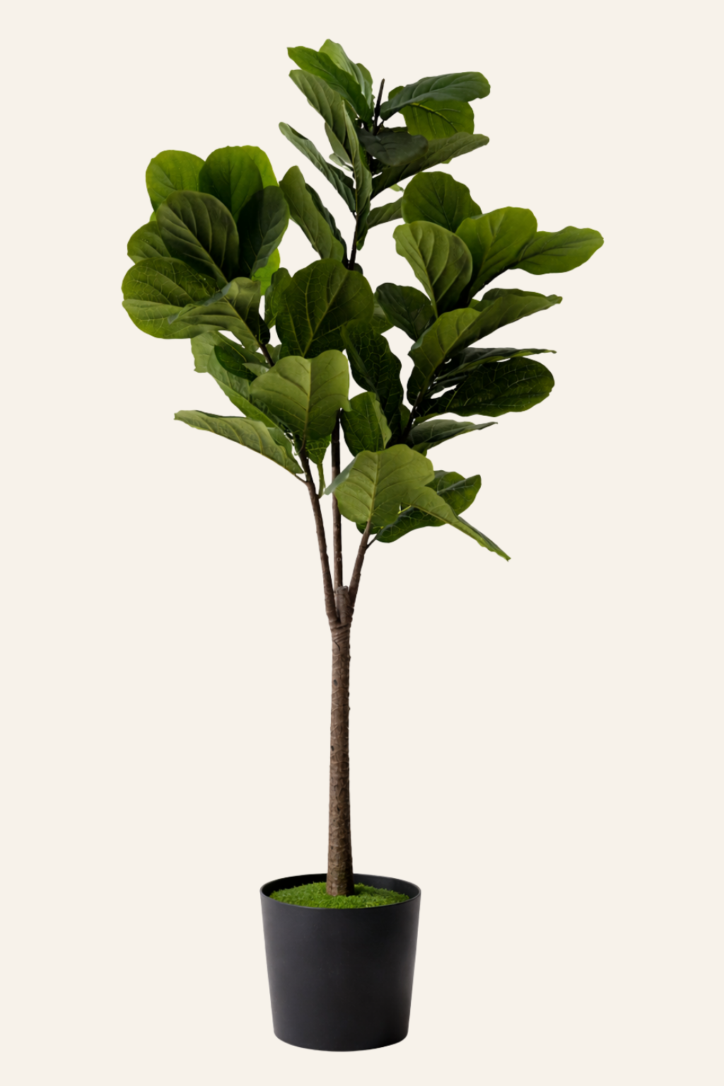 Fiddle Leaf Fig Tree