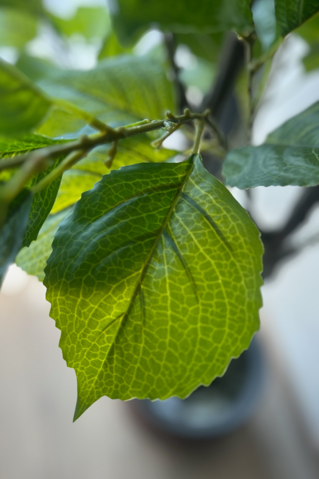 Hydrangea Blossom Tree