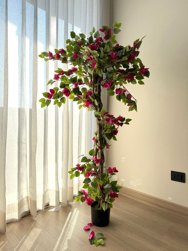Bougainvillea Bloom