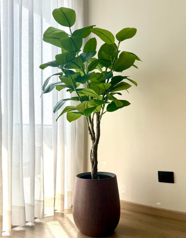 Alpine Rubber Tree