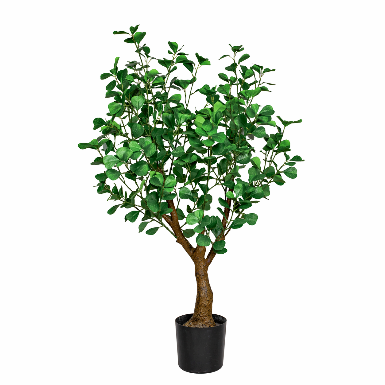 Ficus Green Heart-Leaf Tree