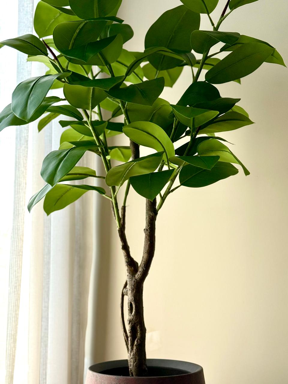 Alpine Rubber Tree