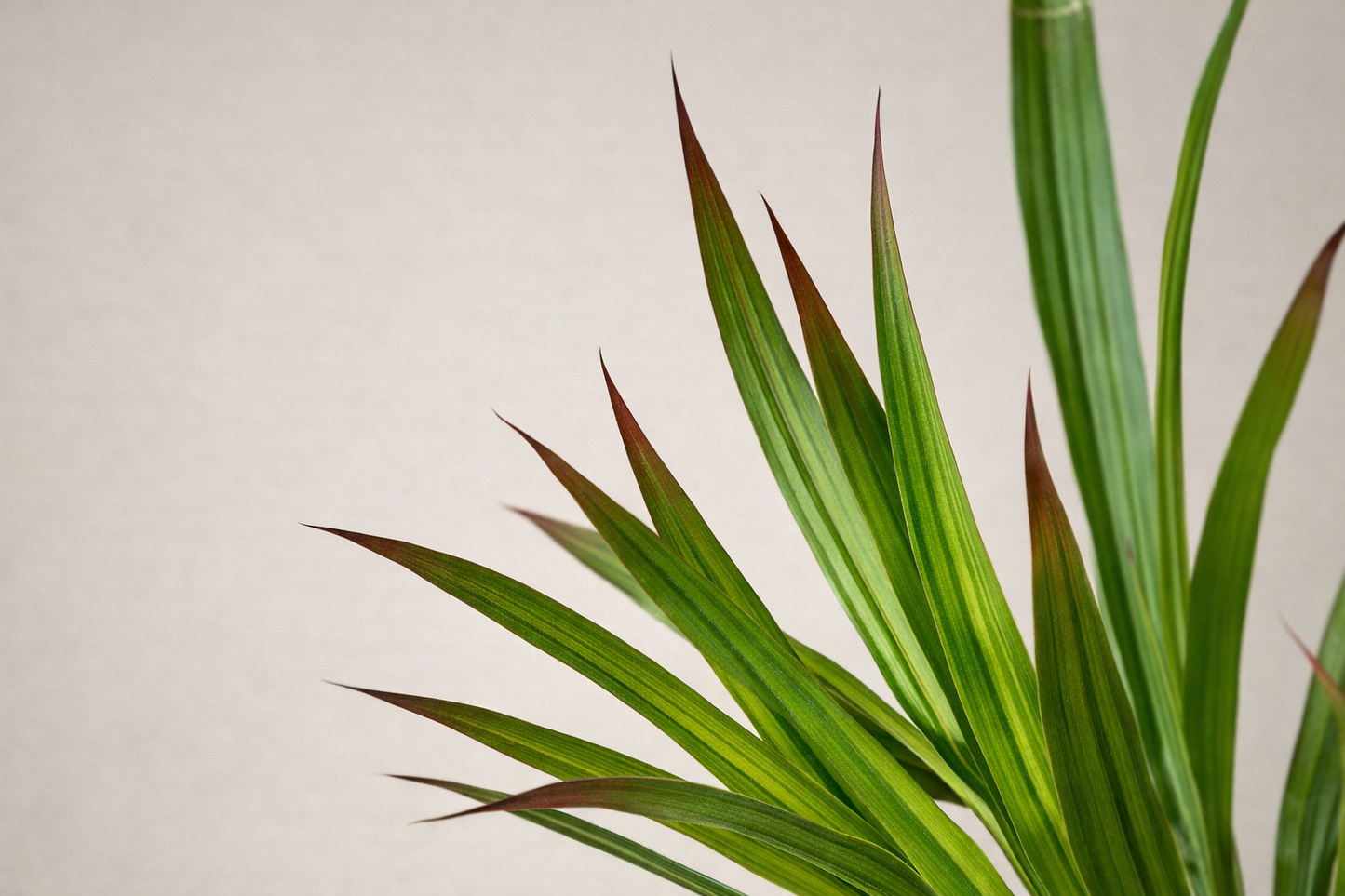 Dracaena Dragon Tree