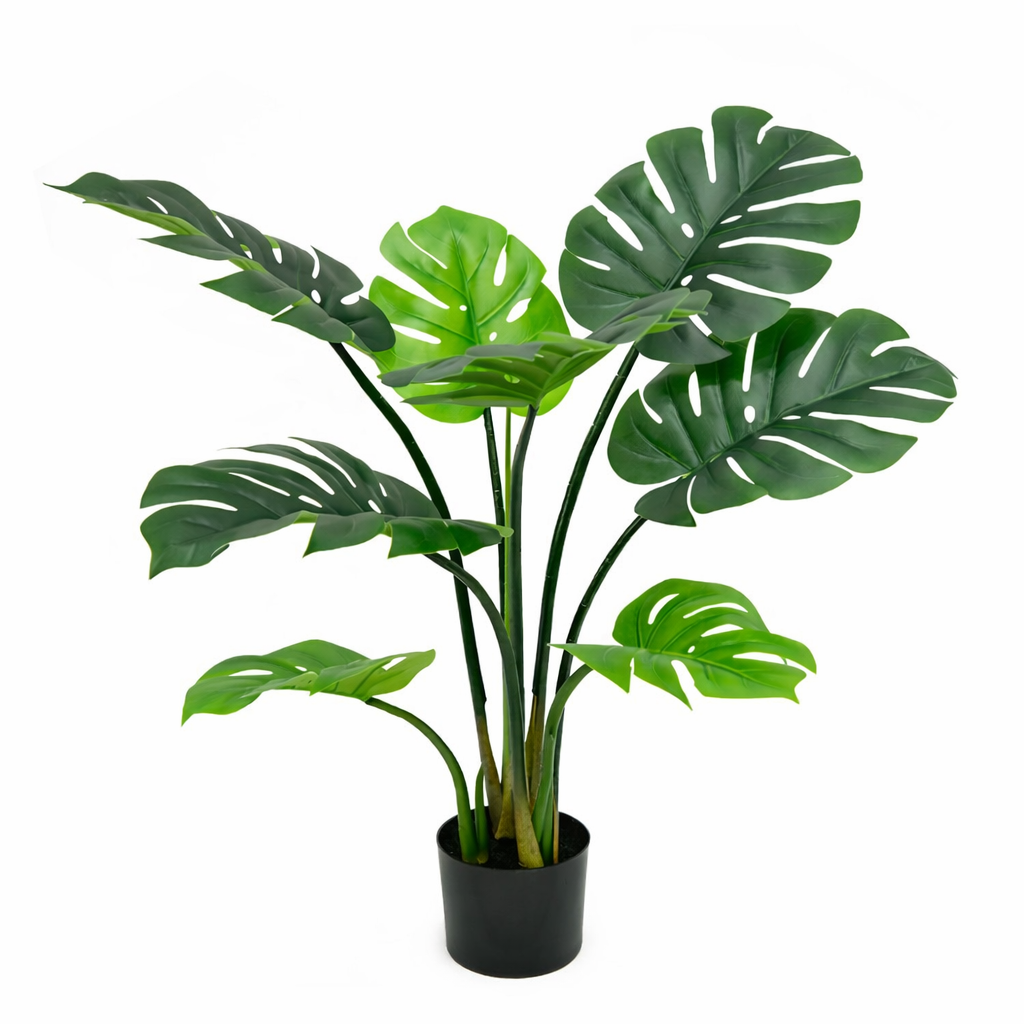 Monstera Deliciosa Plant