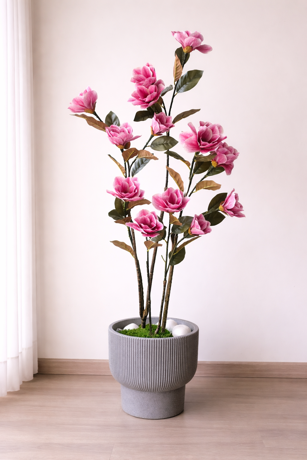 Blush Magnolia Tree