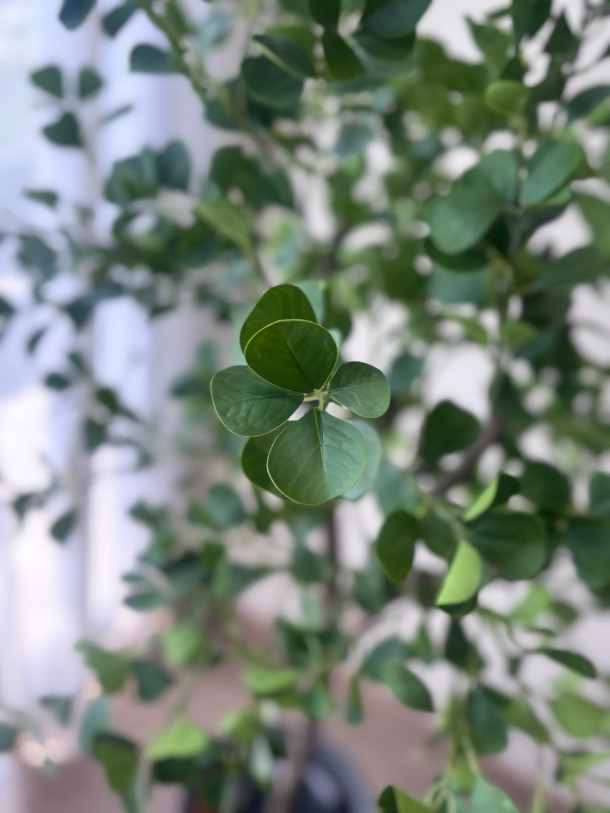 Heartleaf Ficus Tree
