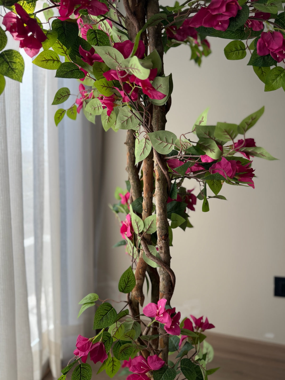 Bougainvillea Bloom