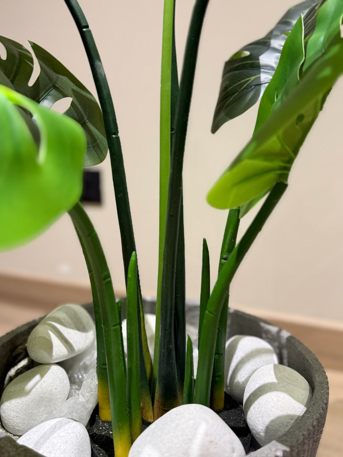 Monstera Deliciosa Plant