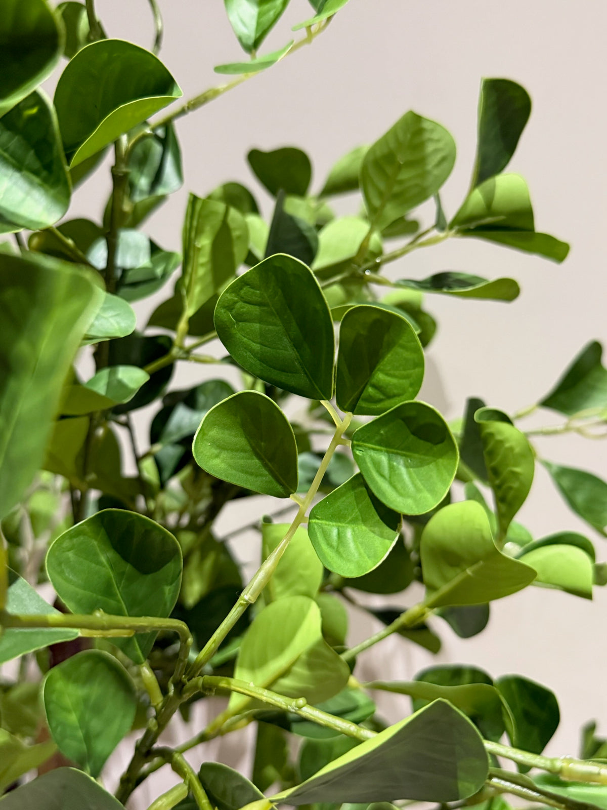 Ficus Green Heart-Leaf Tree