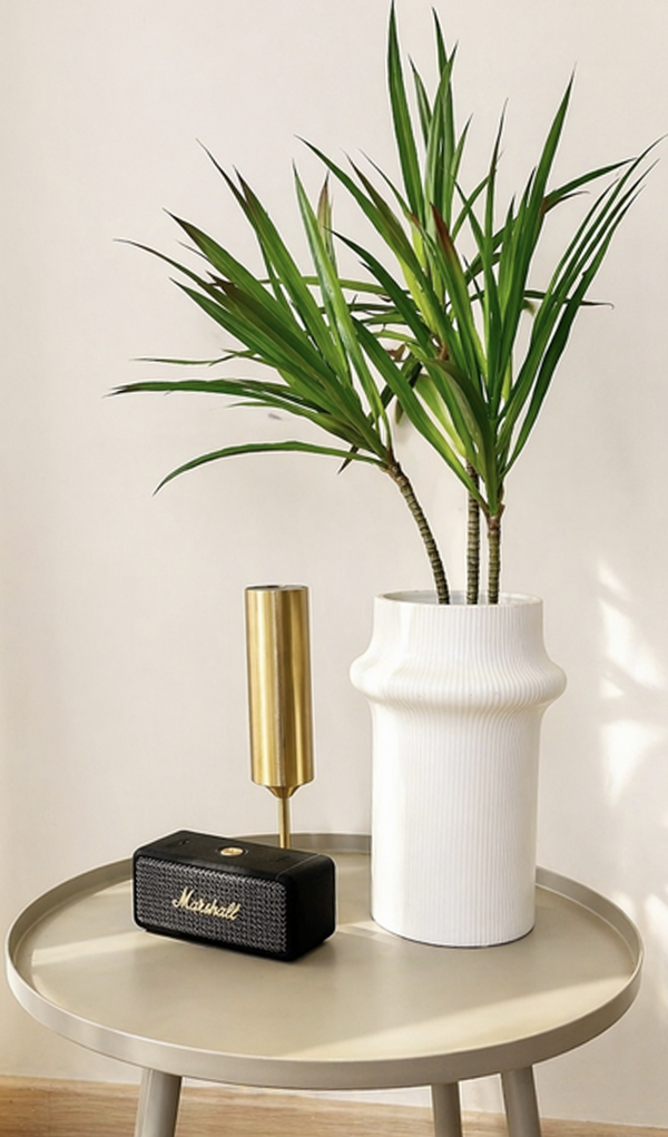 Dracaena Dragon Tree