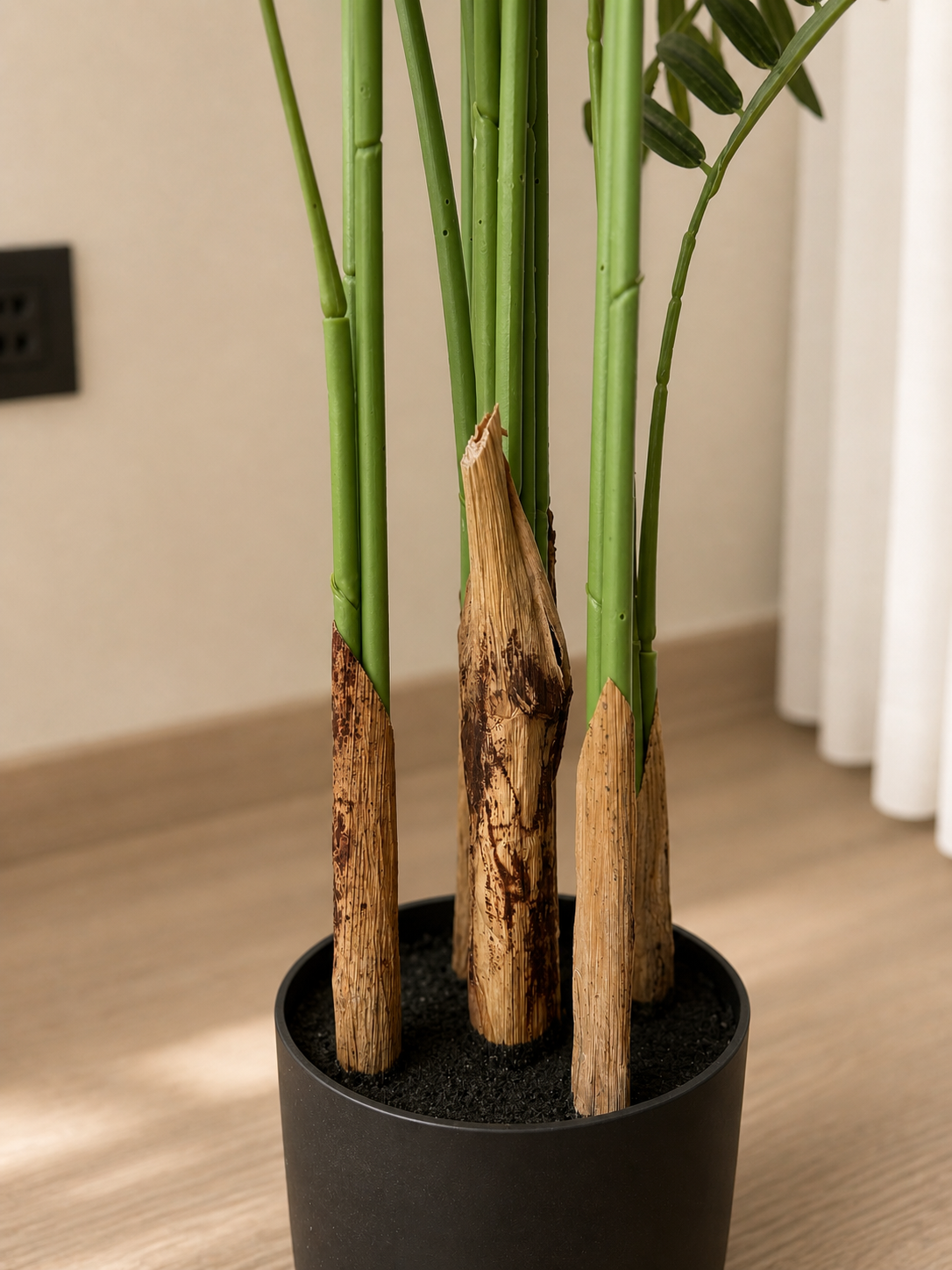 Royal Areca Palm