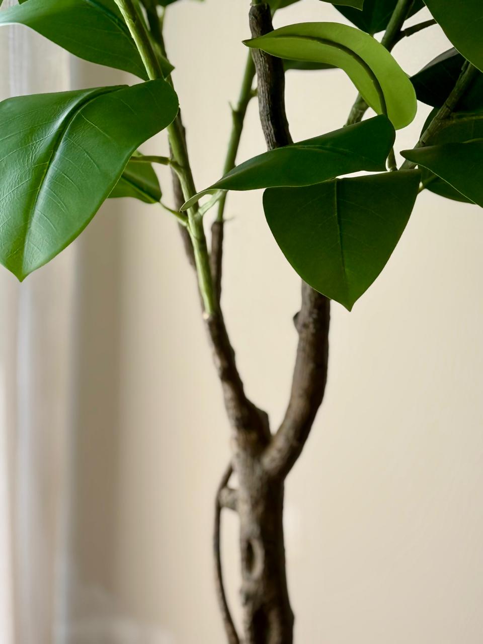 Alpine Rubber Tree