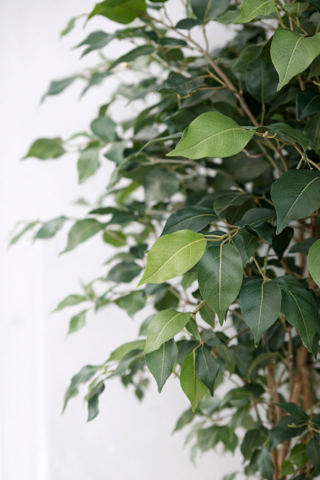 Ficus Benjamina Tree