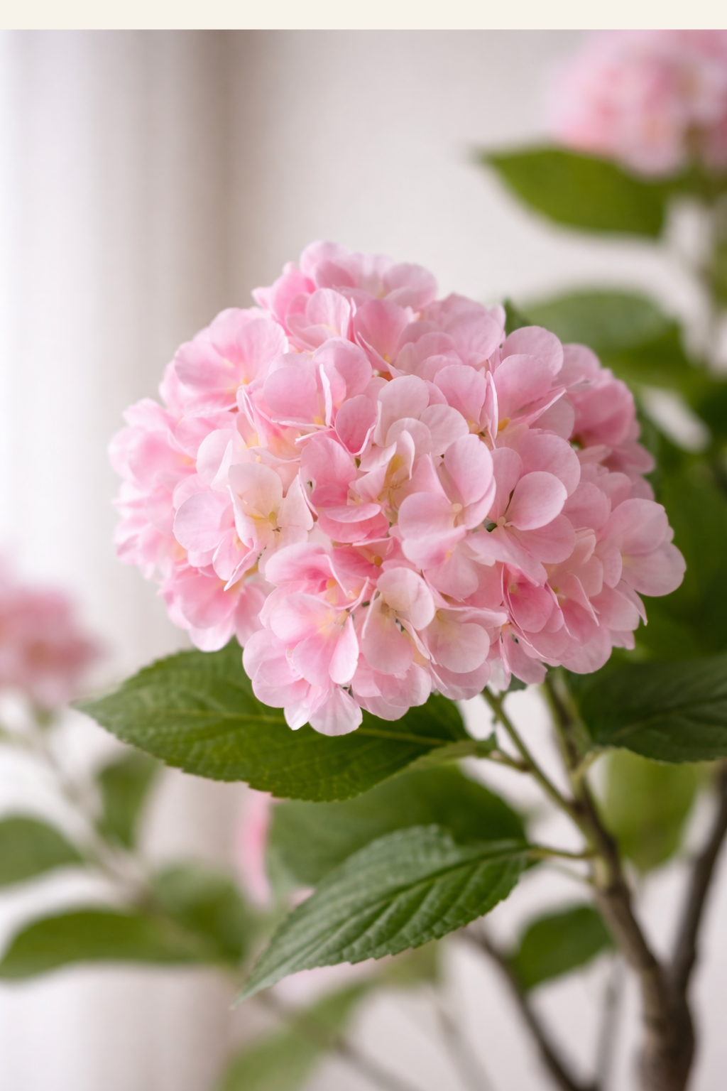 Hydrangea Blossom Tree