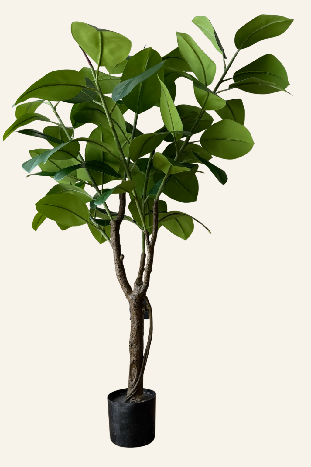 Alpine Rubber Tree