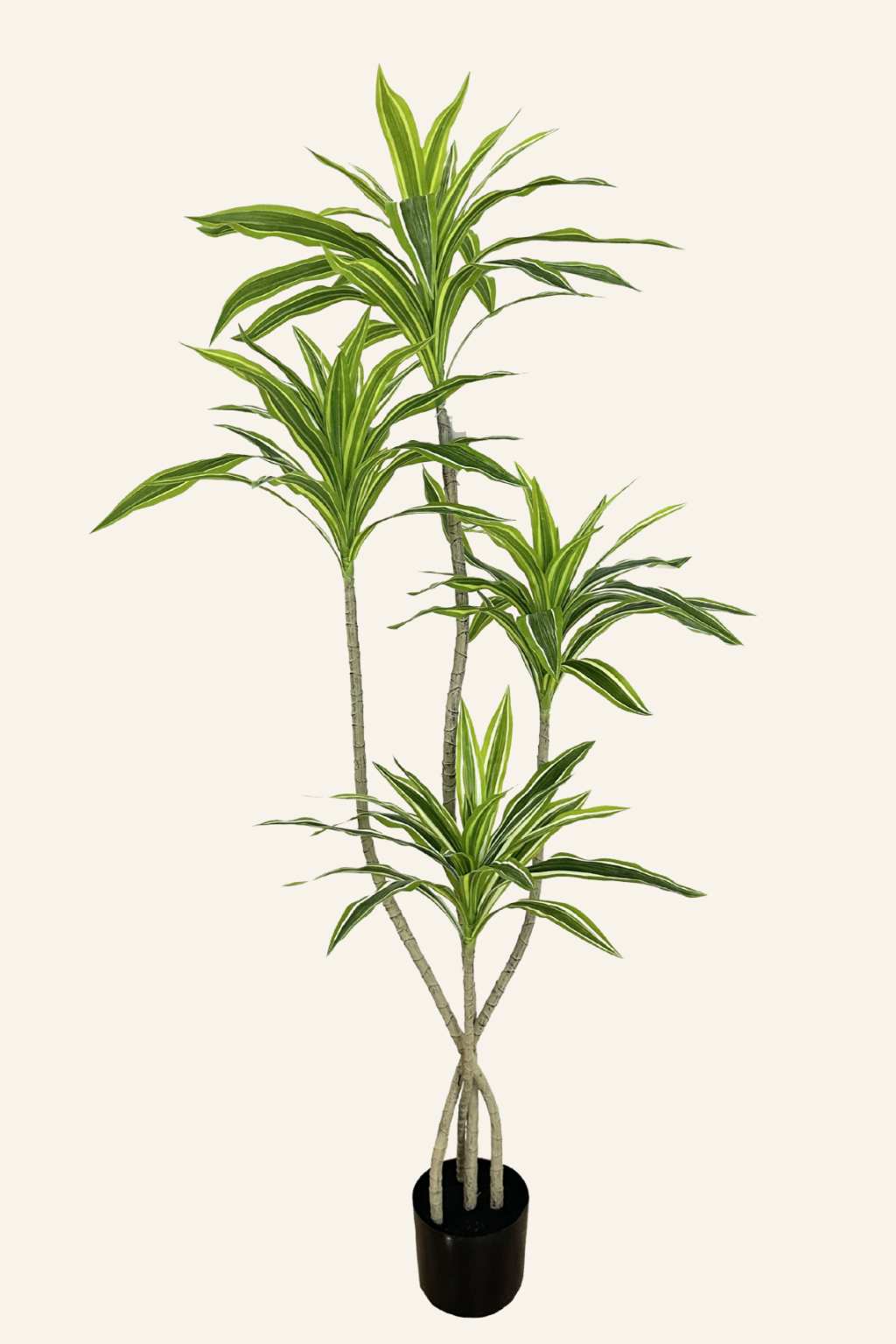 Variegated Dracaena Plant