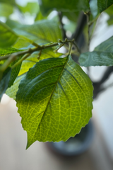 Hydrangea Blossom Tree