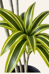 Variegated Dracaena Plant