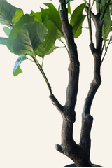 Hydrangea Blossom Tree