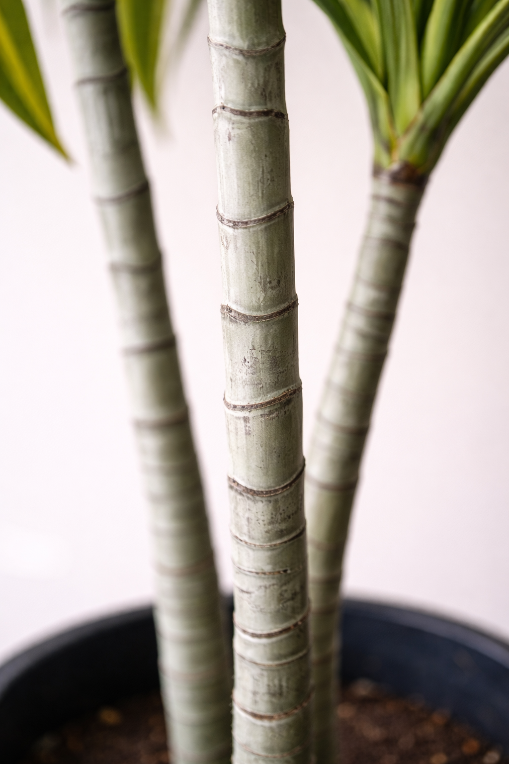 Variegated Dracaena Plant