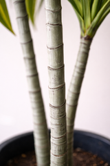 Variegated Dracaena Plant