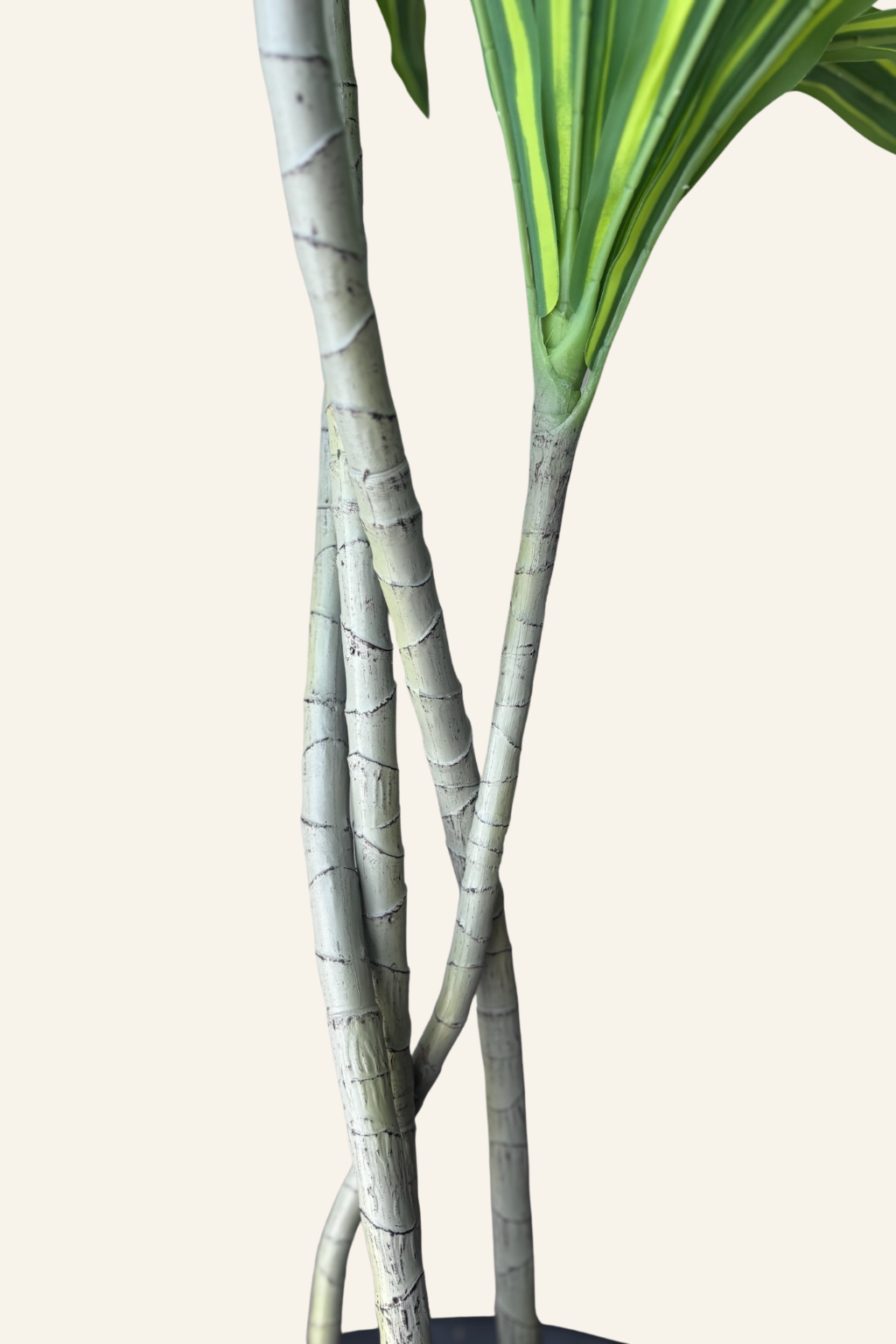Variegated Dracaena Plant