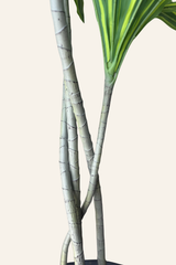 Variegated Dracaena Plant