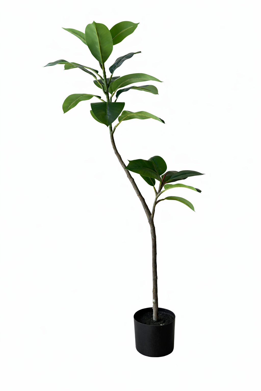 Rubber Plant Stem