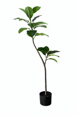 Rubber Plant Stem