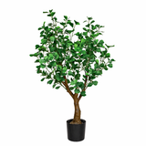 Ficus Green Heart-Leaf Tree