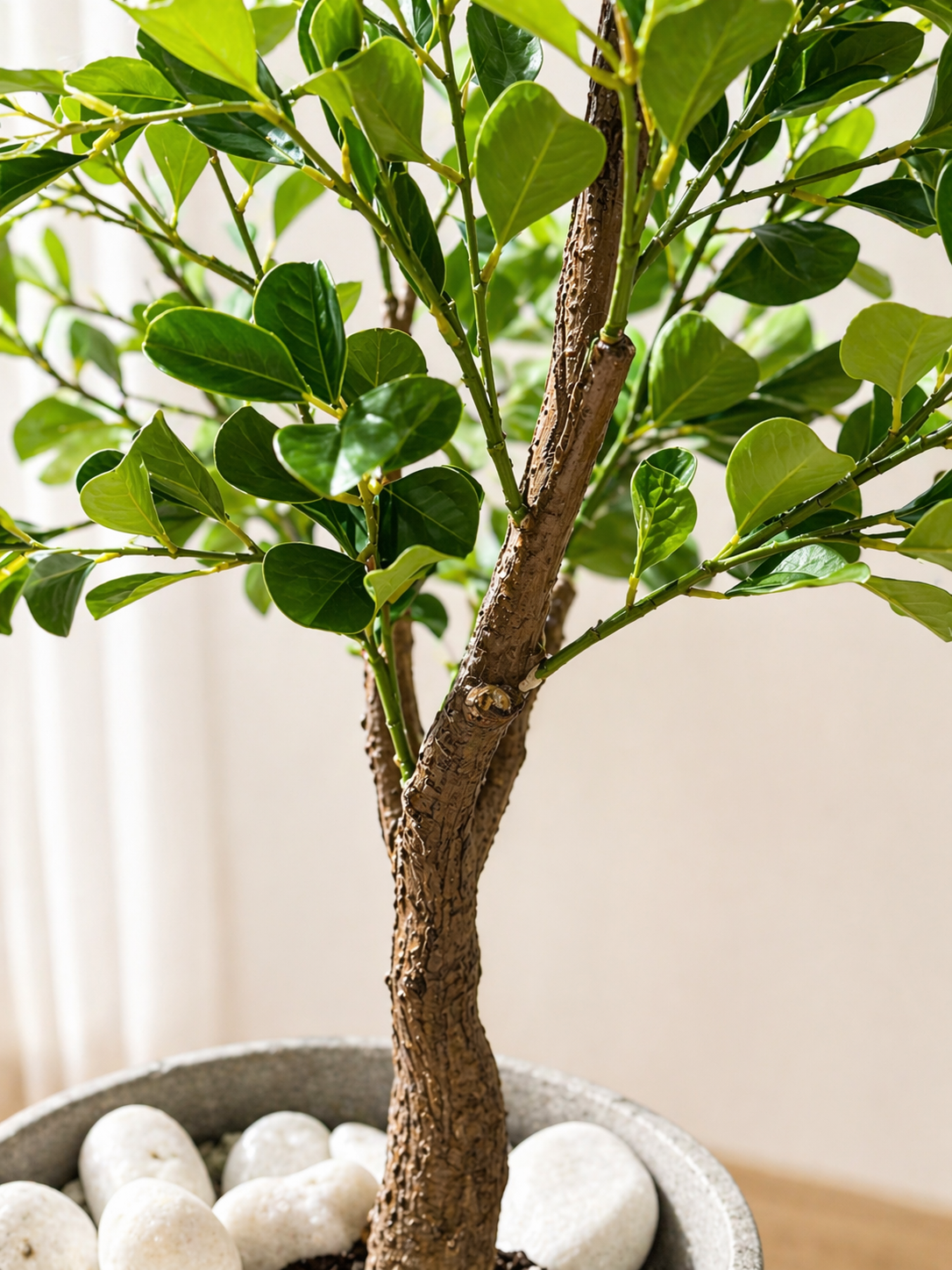 Ficus Green Heart-Leaf Tree