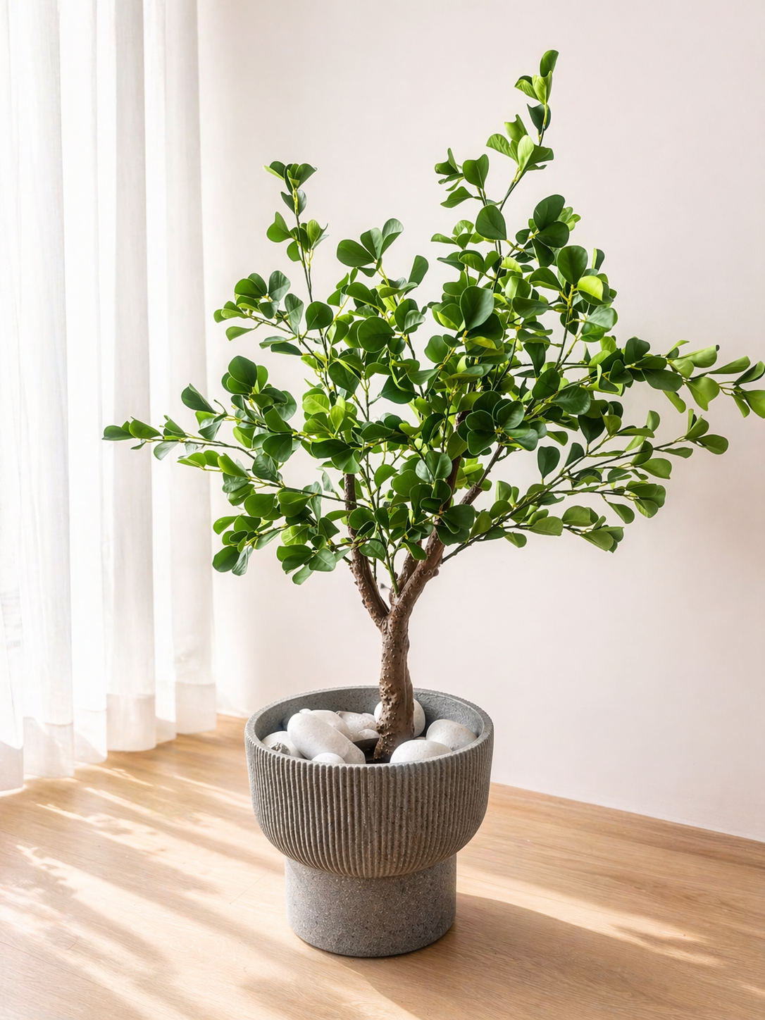 Ficus Green Heart-Leaf Tree