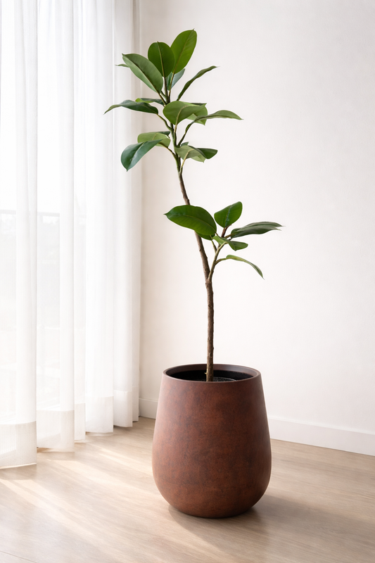Rubber Plant Stem