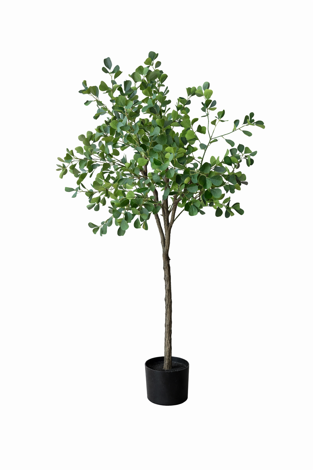 Heartleaf Ficus Tree