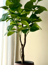 Alpine Rubber Tree
