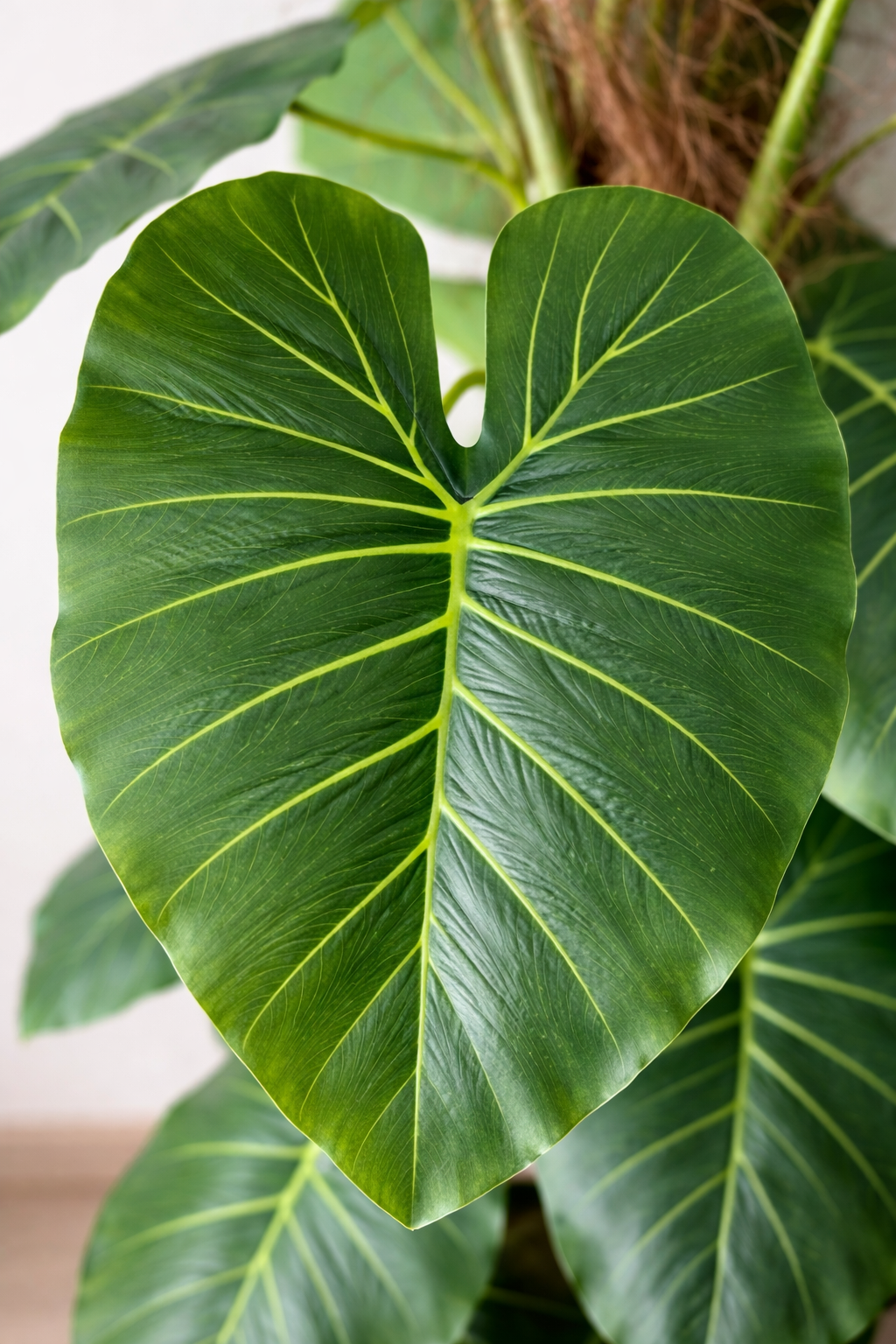 Golden Pothos Moss Pole