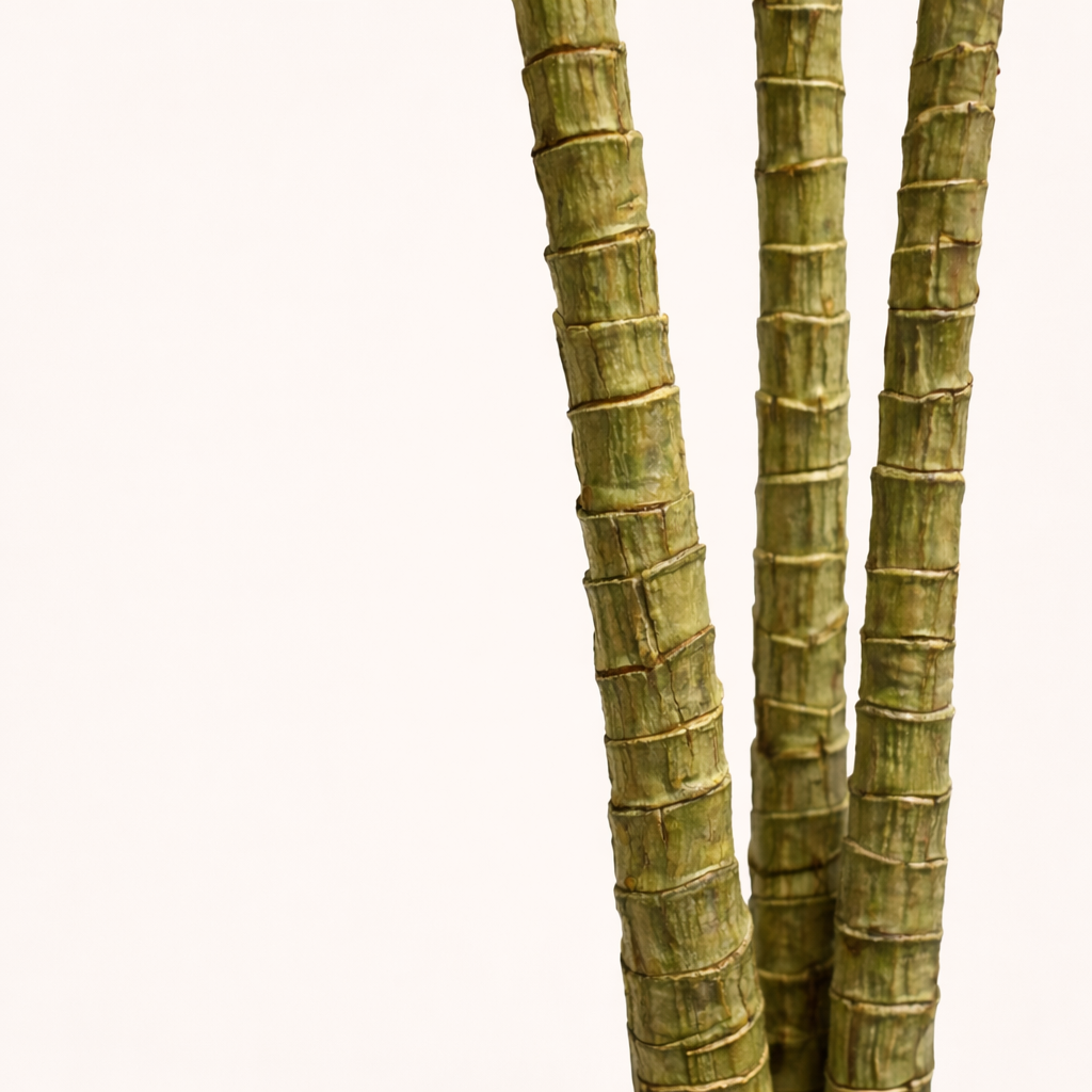 Dracaena Dragon Tree