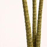 Dracaena Dragon Tree