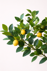 Tuscan Lemon Tree