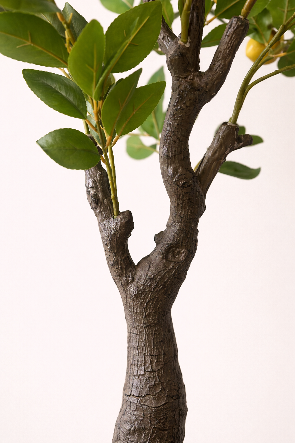 Tuscan Lemon Tree
