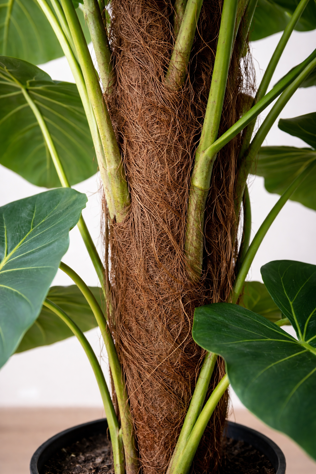Golden Pothos Moss Pole