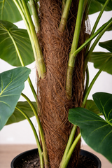 Golden Pothos Moss Pole