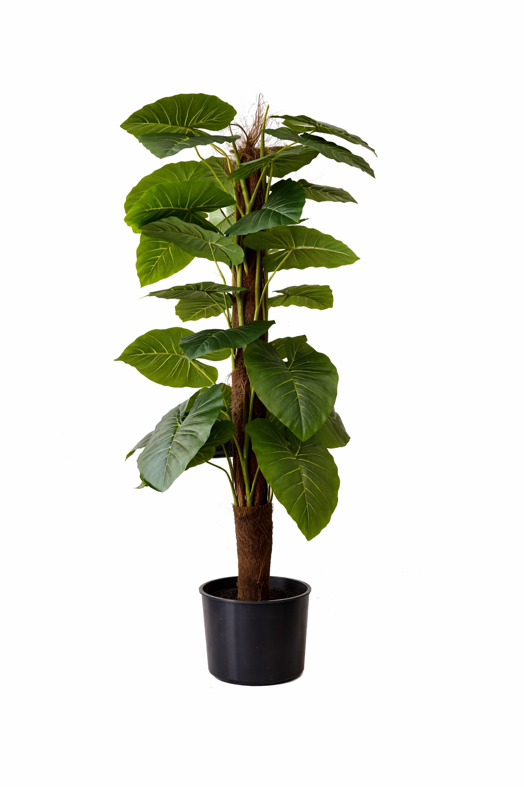 Golden Pothos Moss Pole