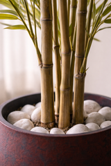 Golden Silk Bamboo Grove