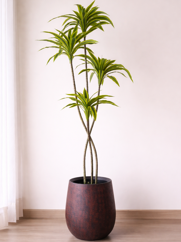 Variegated Dracaena Plant
