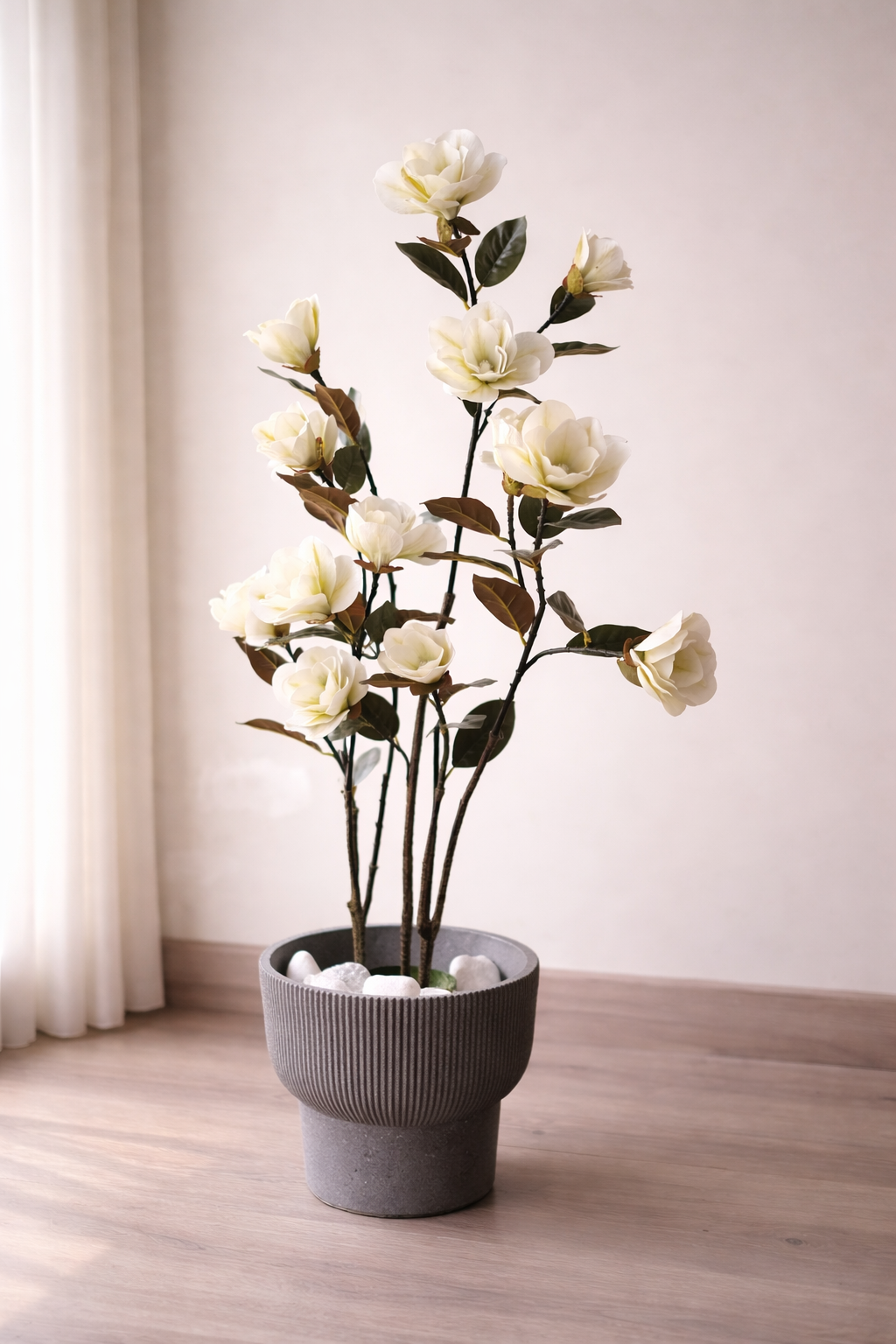 Blush Magnolia Tree