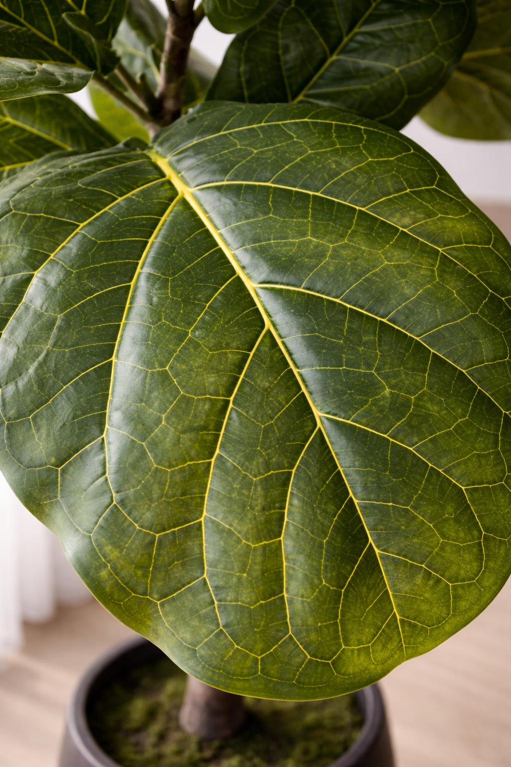Fiddle Leaf Fig Tree