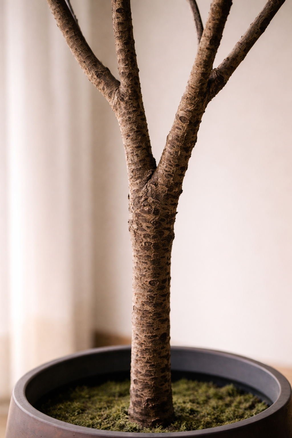 Fiddle Leaf Fig Tree