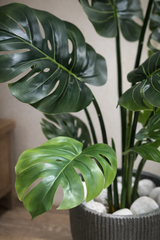 Monstera Deliciosa Plant